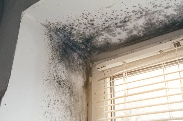 Affordable Mold Removal solutions in Fulton, IL